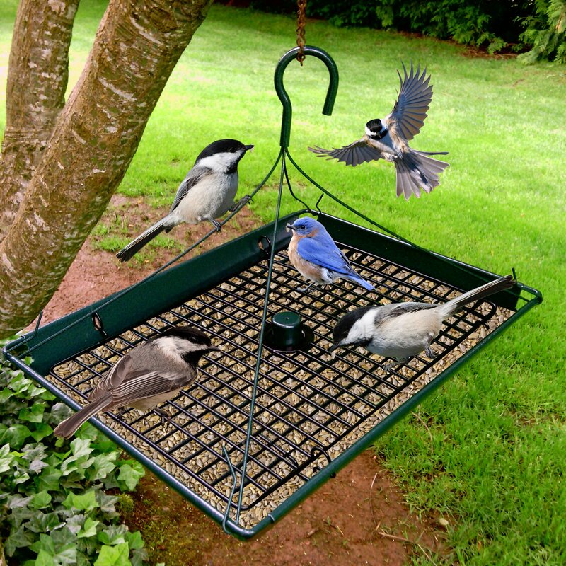 more birds bird feeder pole
